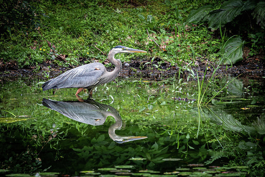 Great Blue Heron and Reflection Photograph by Denise Kopko