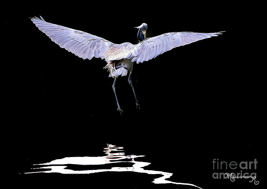 Great Blue Heron and Reflections Digital Art by Mariarosa Rockefeller