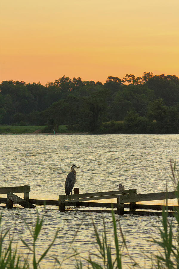 Great Blue Heron and Seagull on Old Pier Photograph by Charles Floyd
