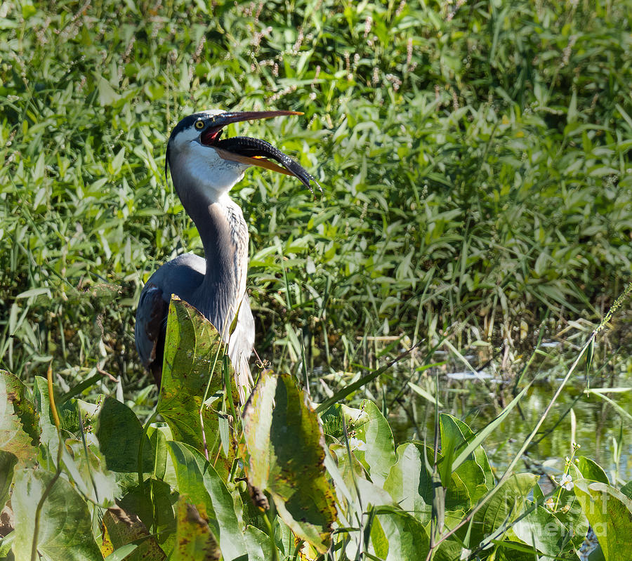 Great Blue Heron and the Black Armor Catfish Number 2 Photograph by L Bosco