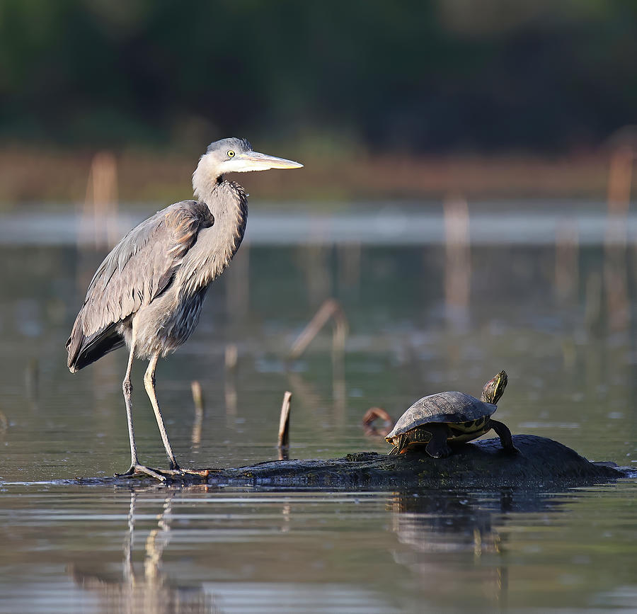 Great Blue Heron And Turtle 138, Indiana Photograph By Steve Gass 