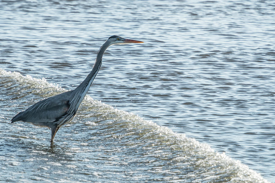 Great Blue Heron and Wave Photograph by Belinda Greb