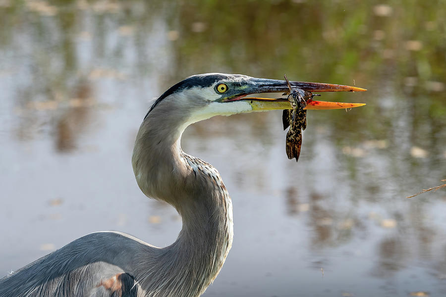 Great Blue Heron with Catfish Photograph by Bradford Martin