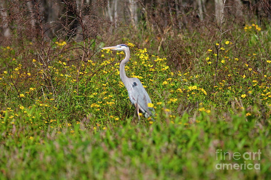 Great Blue Heron And Yellow Wildflowers Photograph by Felix Lai