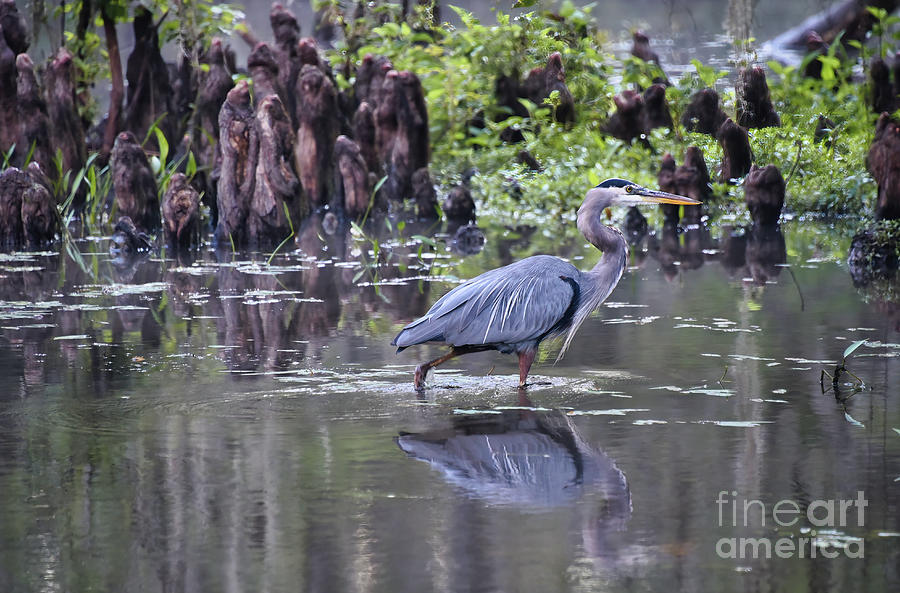 Great Blue Heron Photograph by Andrea Anderegg