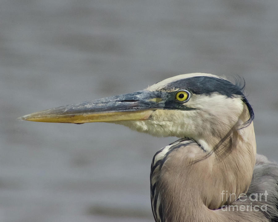 Great Blue Heron Animal / Coastal Wildlife Photograph Photograph by PIPA Fine Art - Simply Solid