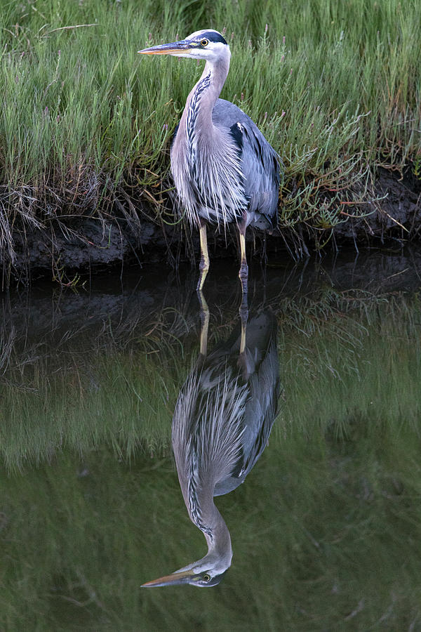 Great Blue Heron - Ardea herodias - at Blackie Spit Photograph by Michael Russell