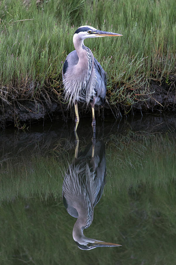 Great Blue Heron - Ardea herodias - at Crescent Beach Photograph by Michael Russell