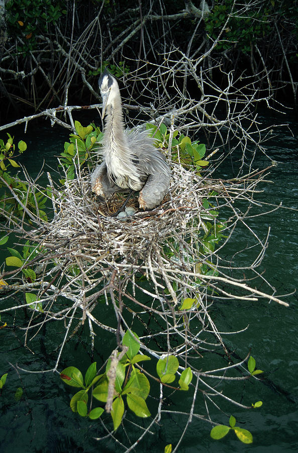 Great Blue Heron Ardea Herodias Nesting Photograph by Tui De Roy