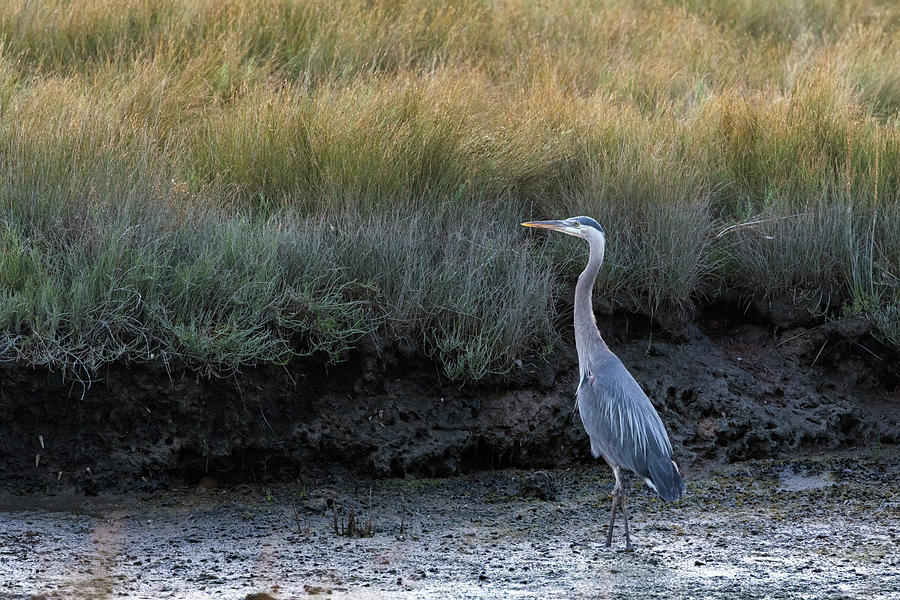 Great Blue Heron -Ardea herodias- Standing Tall at Blackie Spit Photograph by Michael Russell