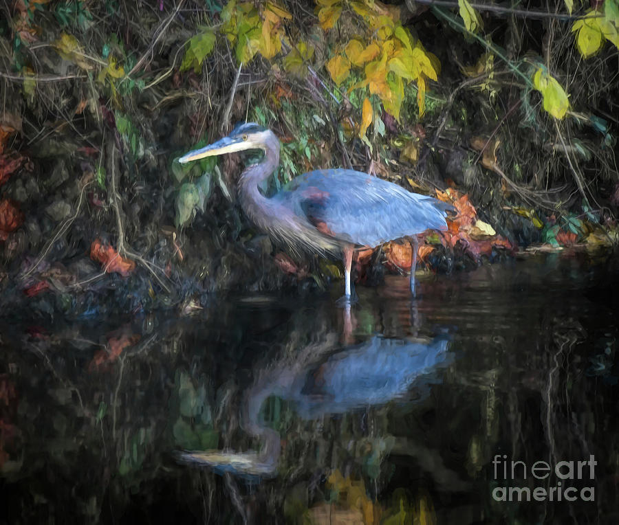 Great Blue Heron Art Photograph by Kerri Farley