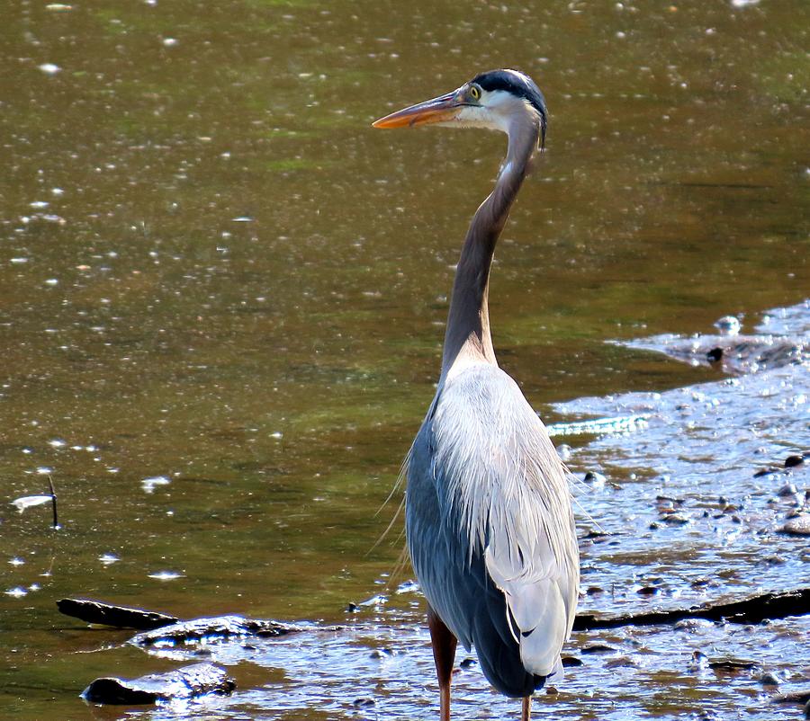 Great Blue Heron at Amico Island, New Jersey Photograph by Linda Stern ...