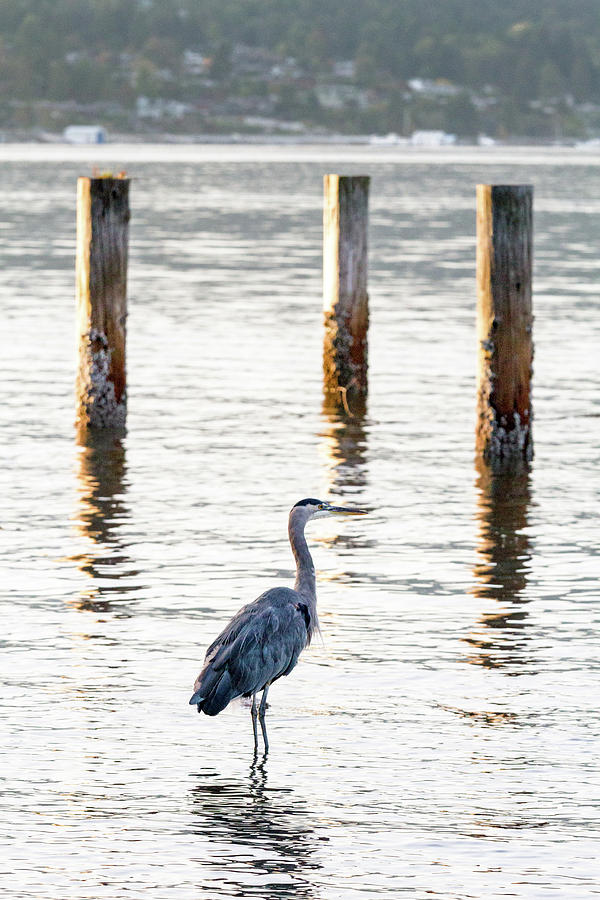 Great Blue Heron at Barnet Marine Park Photograph by Michael Russell