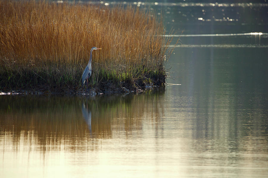 Heron Photograph - Great Blue Heron at College Creek by Rachel Morrison