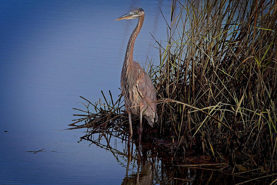 Great Blue Heron at HBSP in the grass Photograph by TJ Baccari - Fine ...