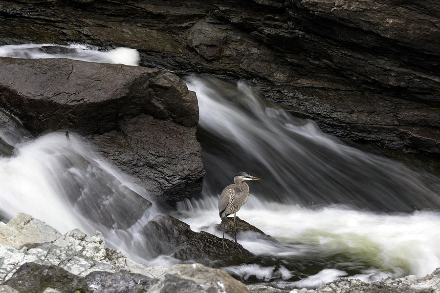 Great Blue Heron at Hogs Back Falls Photograph by Michael Russell