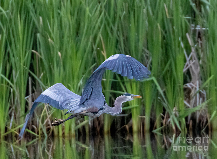 Great Blue Heron at Manitou Lake Photograph by Steven Krull