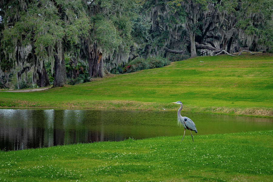 Great Blue Heron at Middleton Place Plantation Photograph by Cindy Robinson