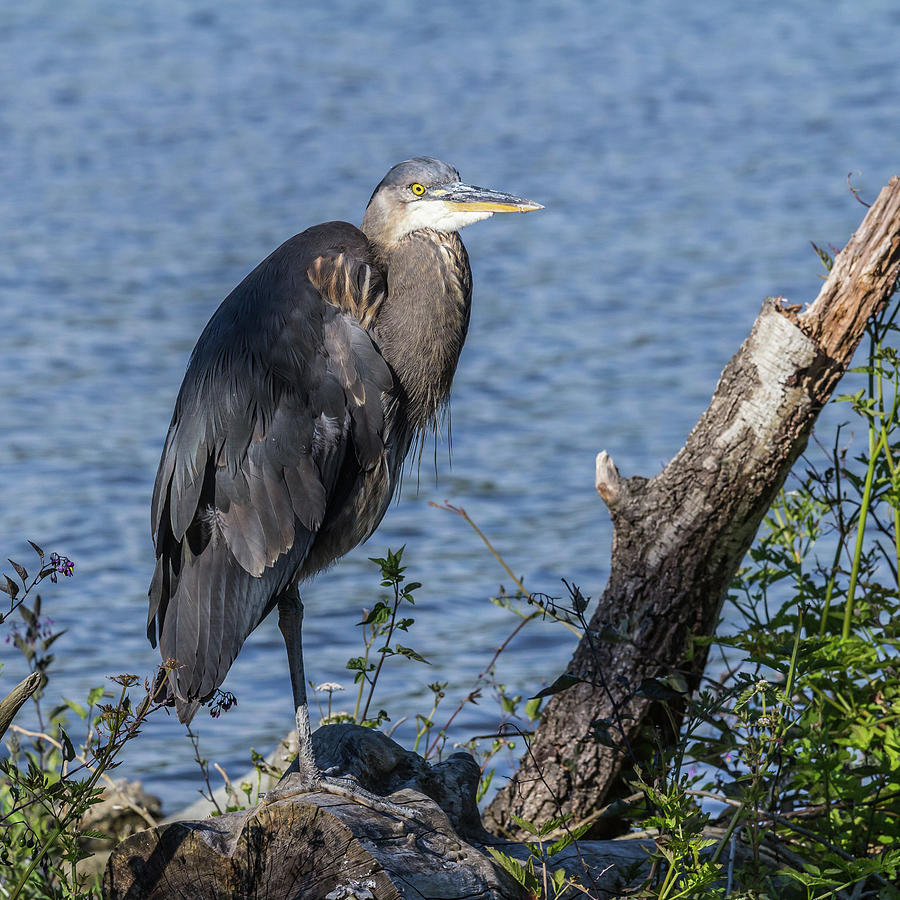 Great Blue Heron at Rest Photograph by Bj Clayden