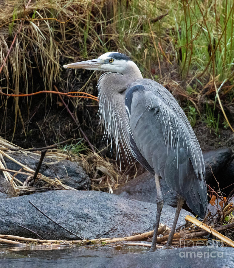 Great Blue Heron at River Photograph by Steven Krull