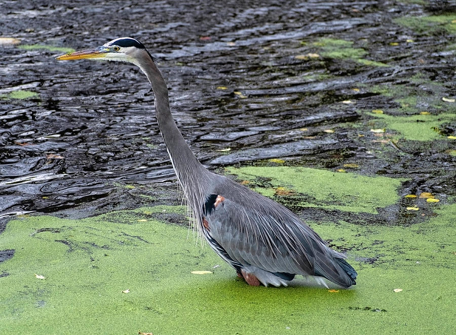 Great Blue Heron at Scudders Mill Photograph by Steven Richman