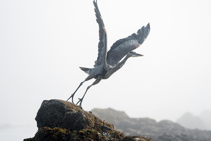 Great Blue Heron at Seal Rock 5814-090821 Photograph by Tam Ryan