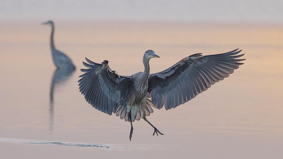 Great Blue Heron at Sunrise Photograph by Angie Vogel
