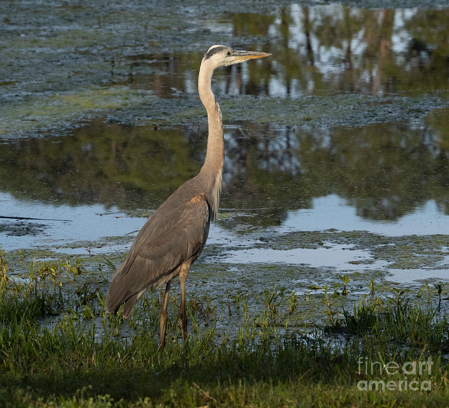 Great Blue Heron at Sunrise at Taylor Park Photograph by L Bosco