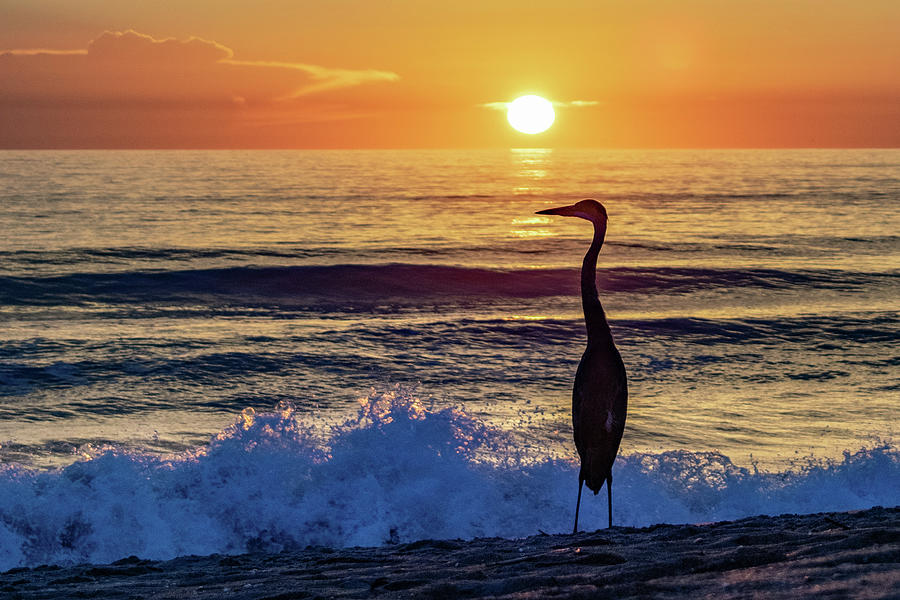 Great Blue Heron at Sunrise Photograph by Mary Ann Artz