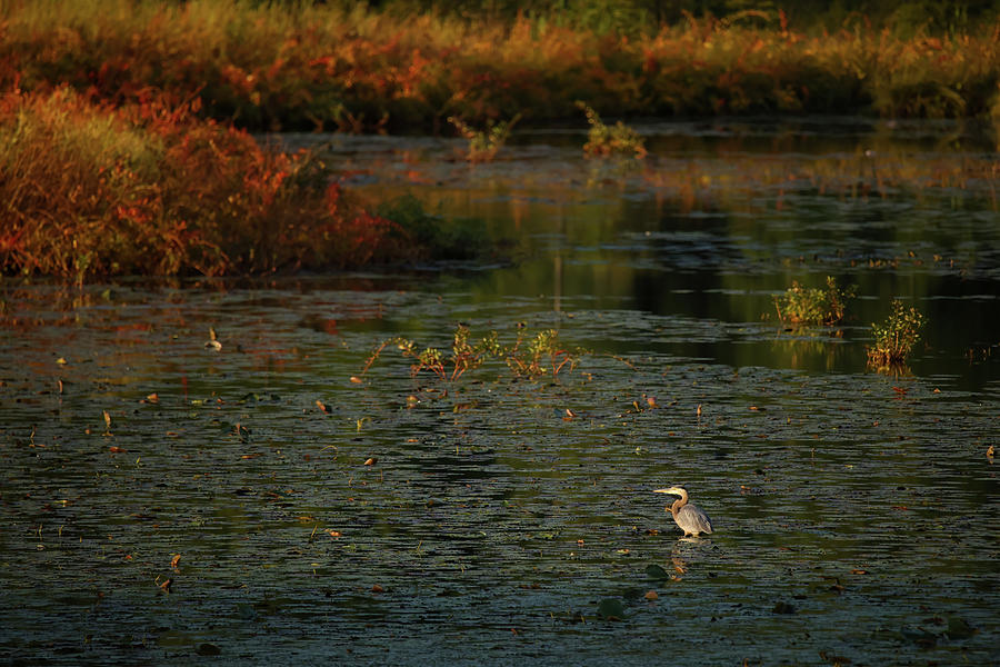 Great Blue Heron at Sunset Photograph by Brook Burling Great Blue Heron at Sunset Photograph by Brook Burling