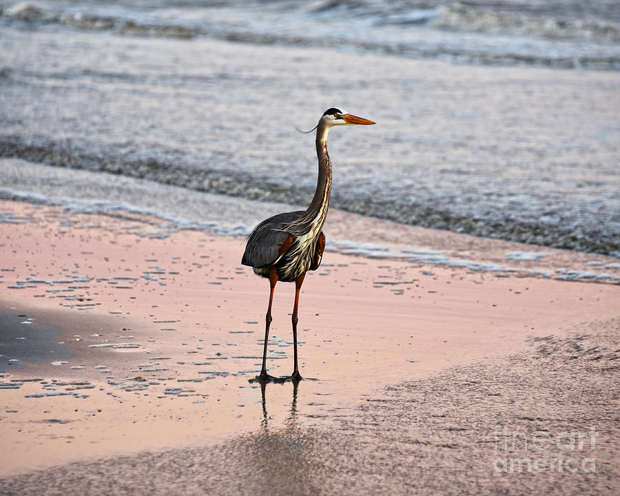 Great Blue Heron at Sunset Photograph by Catherine Sherman