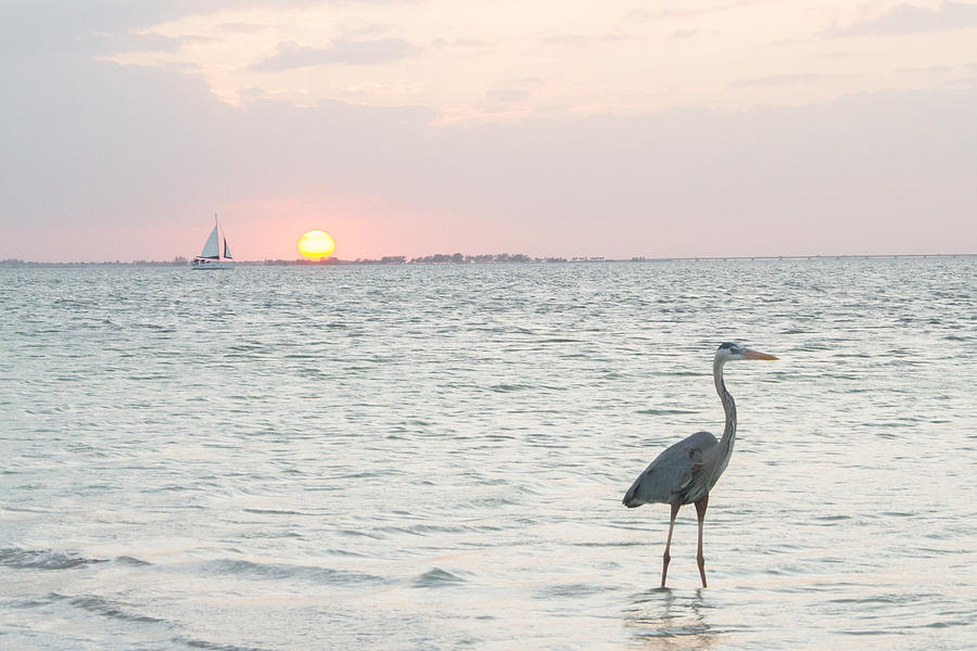 Great Blue Heron at sunset Photograph by Nautical Chartworks
