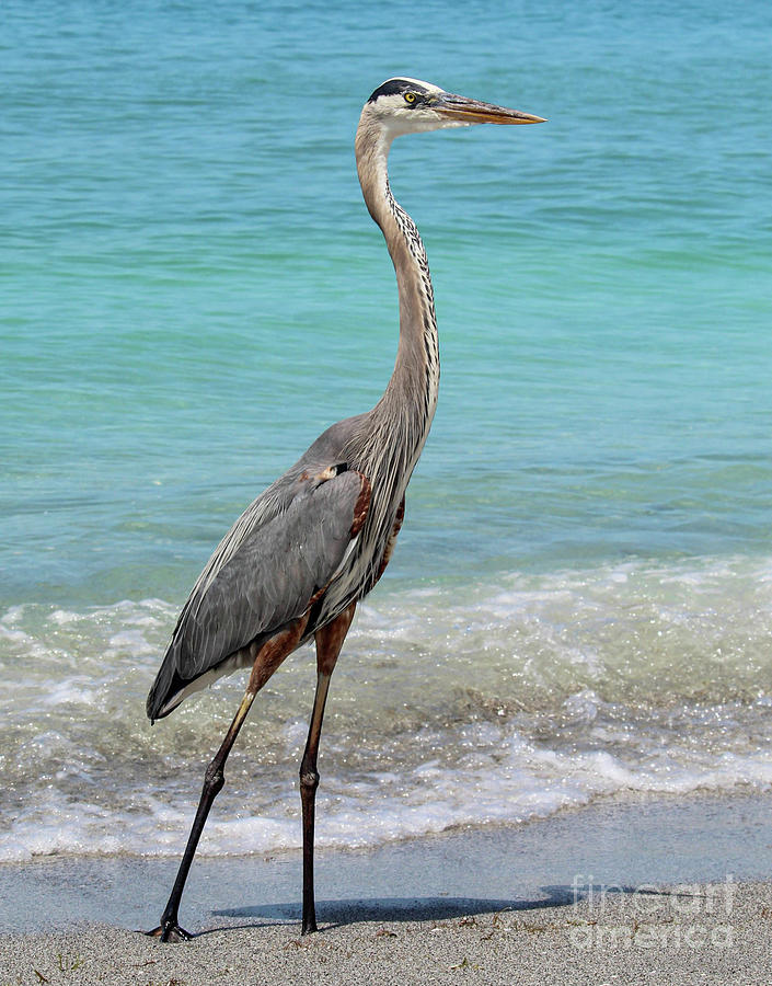 Great Blue Heron at the Beach 2 Photograph by Joanne Carey