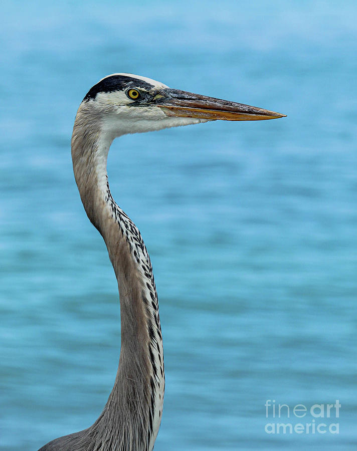 Great Blue Heron at the Beach Photograph by Joanne Carey