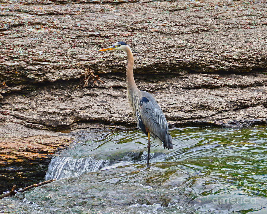 Great Blue Heron at the Falls Photograph by Catherine Sherman