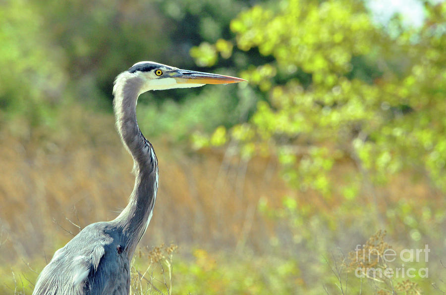 Great Blue Heron at the Preserve Photograph by Debby Pueschel