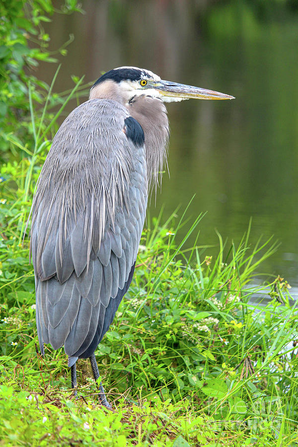 Great Blue Heron at the Venice Rookery, FL Photograph by Joanne Carey