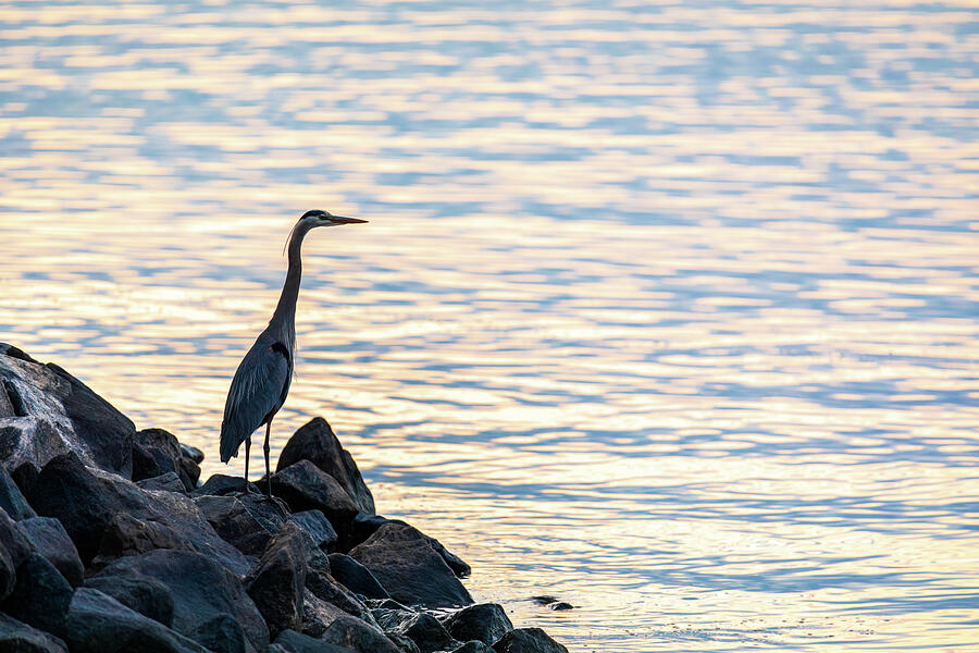 Great Blue Heron at the York River at Dusk Photograph by Rachel Morrison Great Blue Heron at the York River at Dusk Photograph by Rachel Morrison