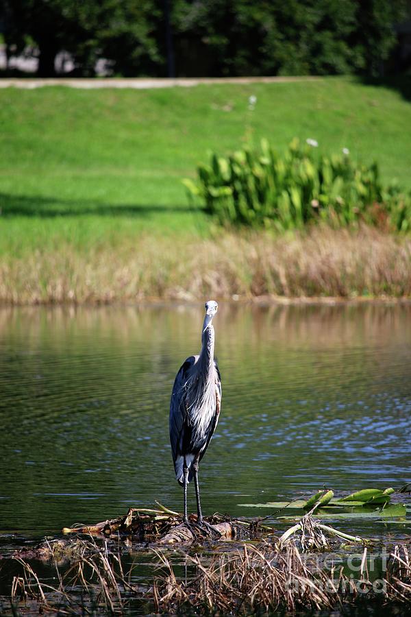 Great Blue Heron at Venetian Gardens #1 Photograph by Philip And Robbie Bracco