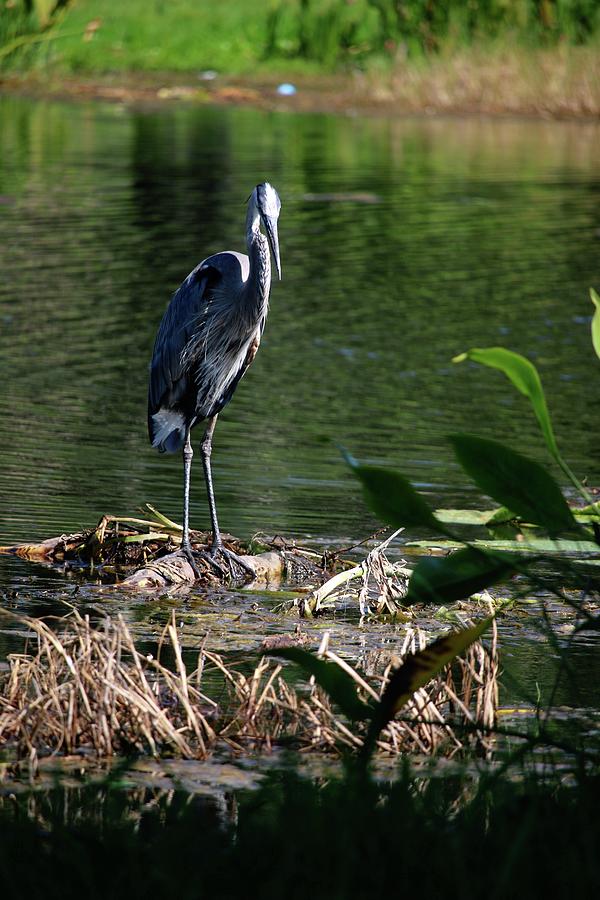 Great Blue Heron at Venetian Gardens #3 Photograph by Philip And Robbie Bracco