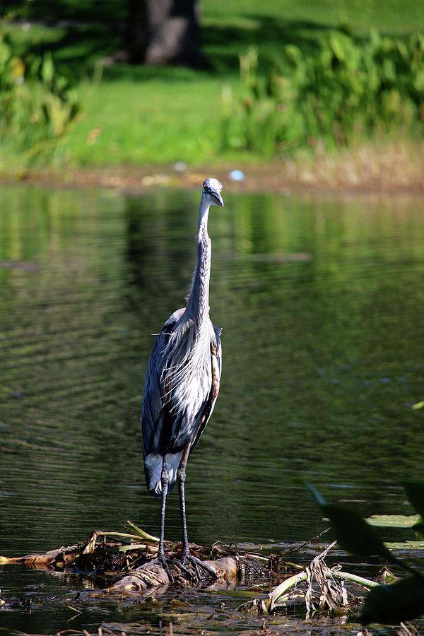Great Blue Heron at Venetian Gardens #4 Photograph by Philip And Robbie Bracco