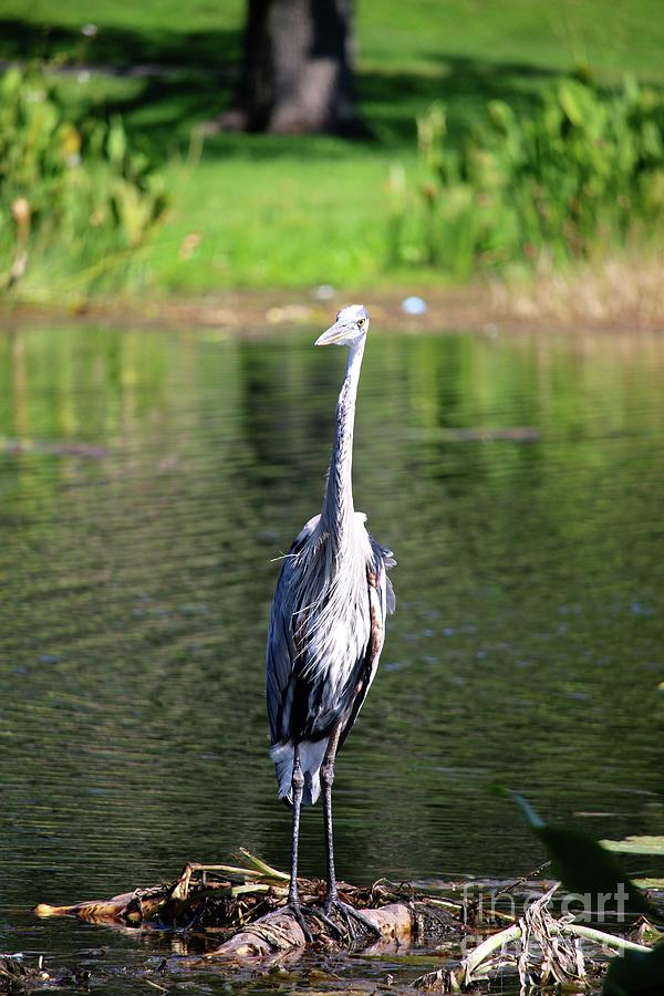 Great Blue Heron at Venetian Gardens #5 Photograph by Philip And Robbie Bracco