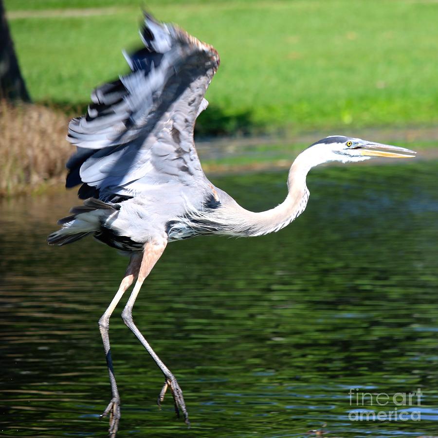 Great Blue Heron at Venetian Gardens #6 Photograph by Philip And Robbie Bracco