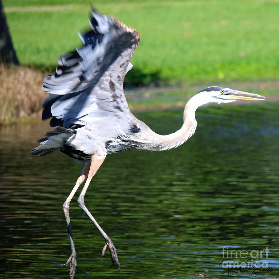 Great Blue Heron at Venetian Gardens #7 Photograph by Philip And Robbie Bracco