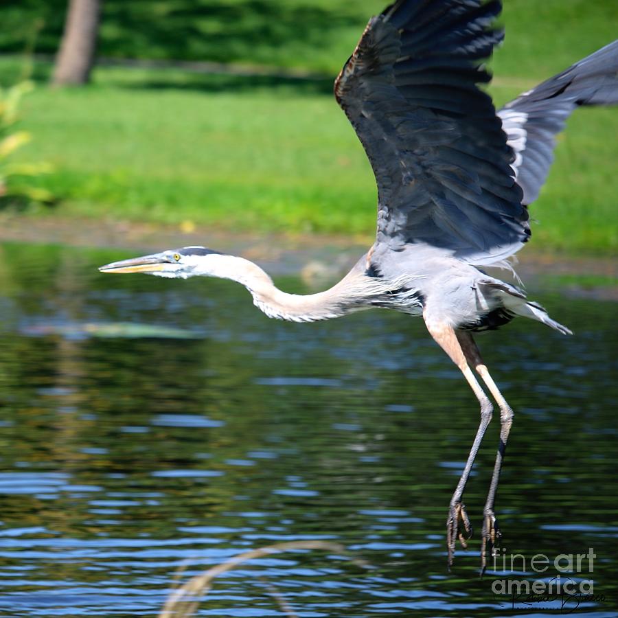 Great Blue Heron at Venetian Gardens#8 Photograph by Philip And Robbie Bracco