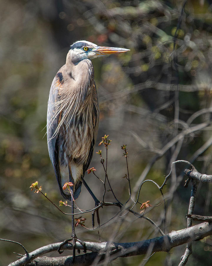 Great Blue Heron at Wells Mills Photograph by Kristia Adams