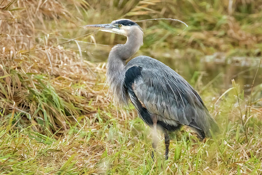 Great blue Heron  at William Finley, No. 1 Photograph by Belinda Greb