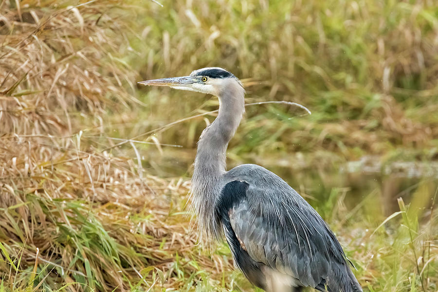 Great Blue Heron  at William Finley, No. 2 Photograph by Belinda Greb