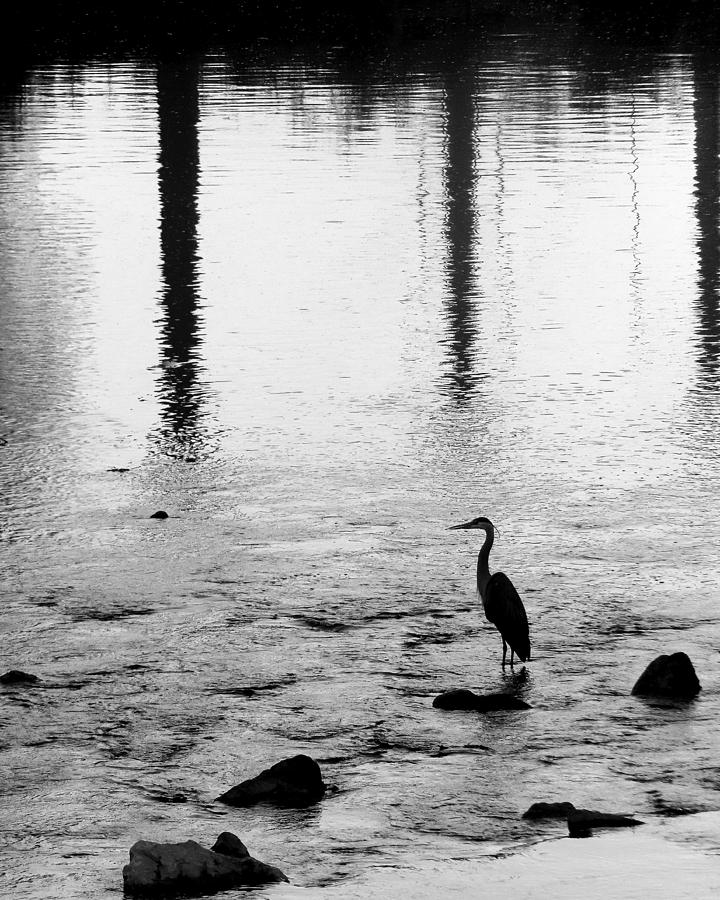 Great Blue Heron - B And W Photograph By Tom STRUTZ | Pixels