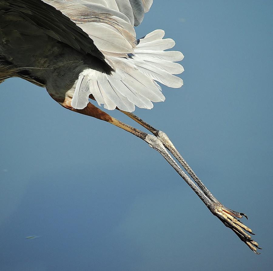 Great Blue Heron B Photograph by John Hintz